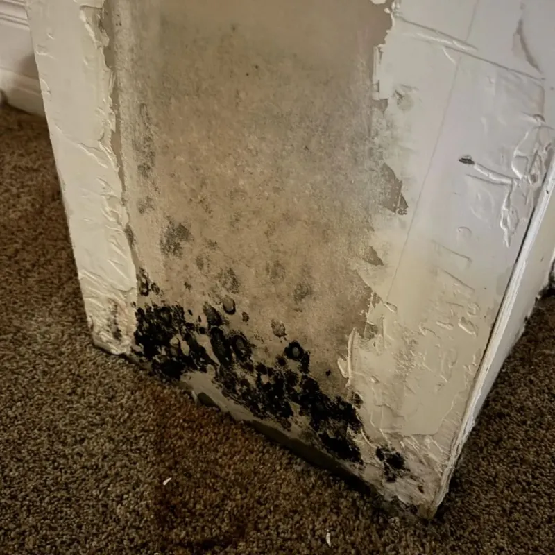 Professional Mold Removal in Oakville, CT
